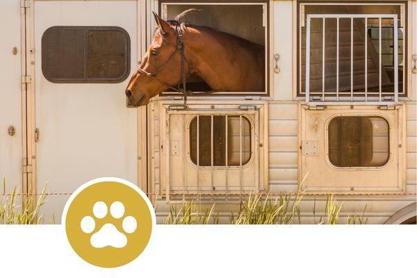 Curso de bienestar animal en el transporte para el manejo profesional de animales vivos