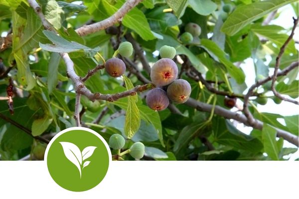 Curso fitosanitario de nivel cualificado para aplicación profesional de productos fitosanitarios