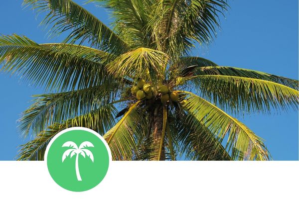 Curso de poda de palmeras para mantenimiento profesional de palmeras y trabajos de jardinería