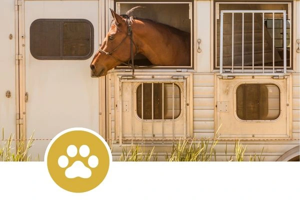 Bienestar-animal-en-el-transporte Inicio