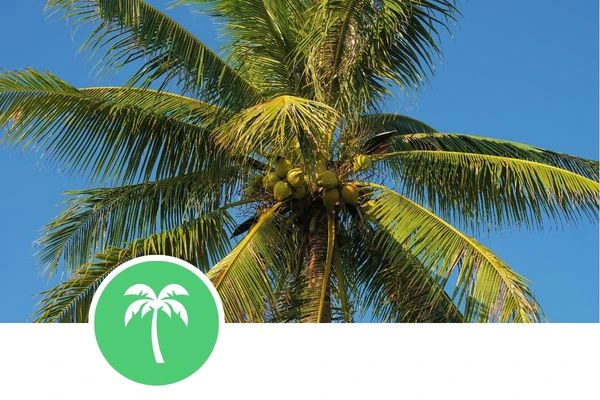 Poda-palmeras Inicio